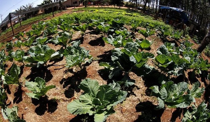 Fundação promove Roda de Conversa sobre Inovação Agrícola em áreas indígenas
