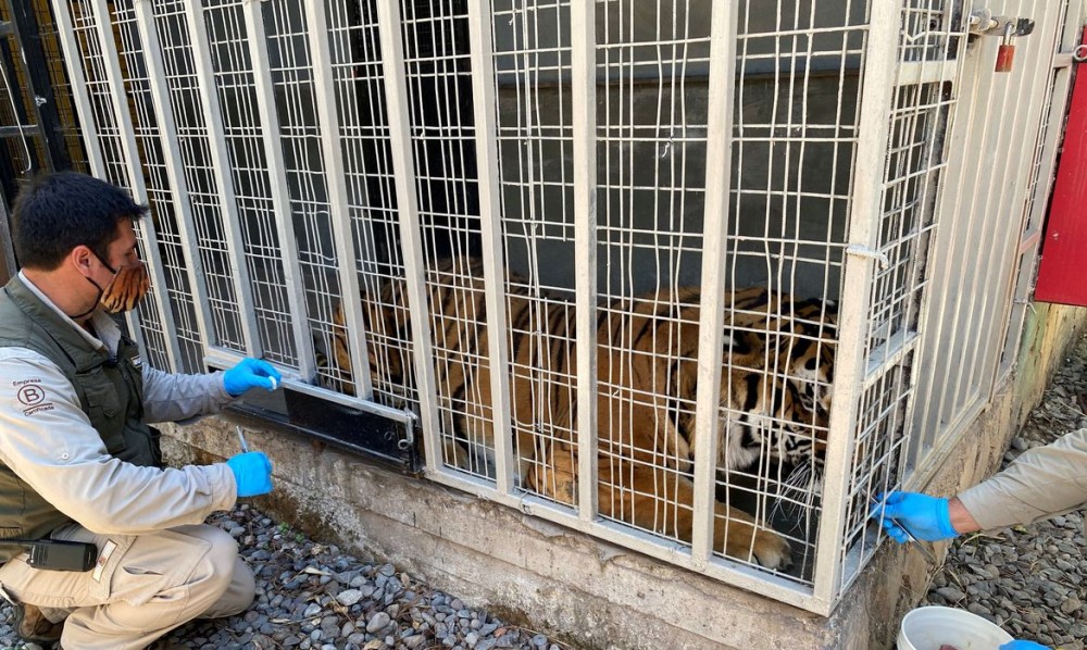 Zoológico no Chile testa vacina contra covid-19 em leões e tigres