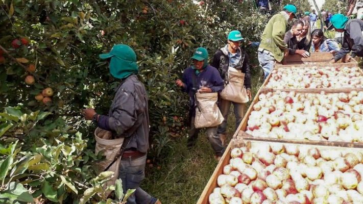 Colheita de maçã em SC e RS empregou quase 8 mil indígenas do Estado