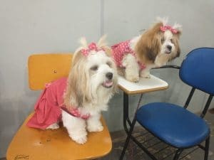 Desfile de cães marca encerramento do curso de moda pet no Rede Solidária
