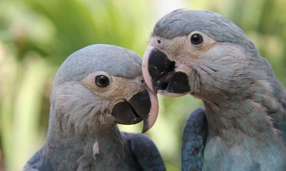 Parceria premiará projetos de biodiversidade