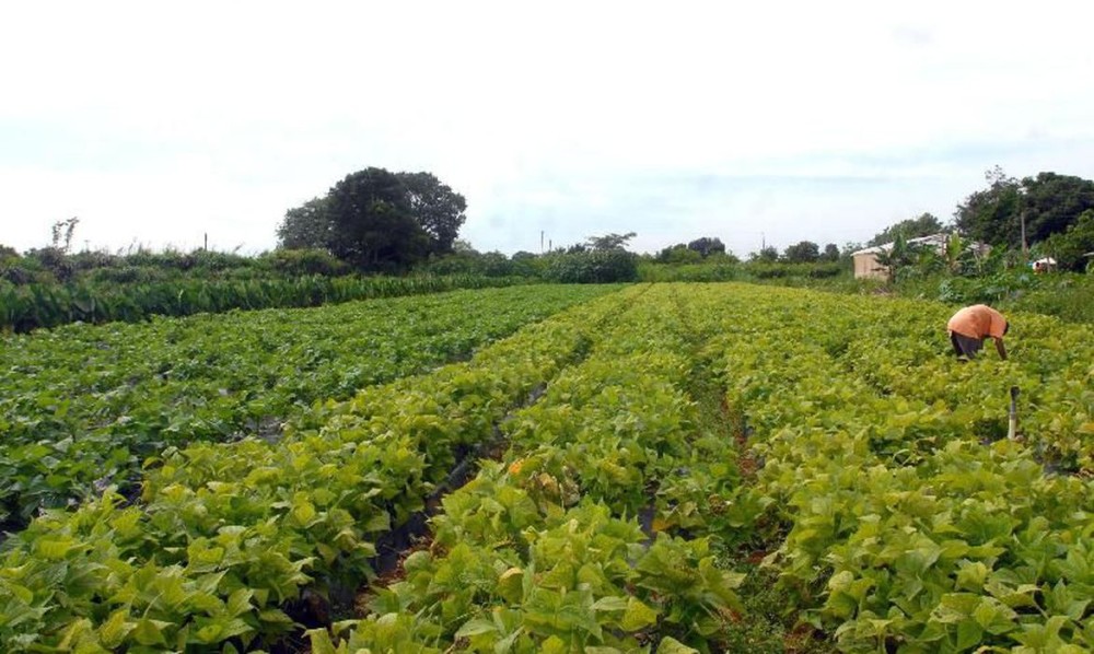 Portaria cria novo documento para agricultor familiar acessar o Pronaf