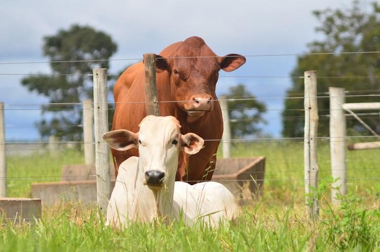 Preço médio da arroba do boi em Mato Grosso do Sul valorizou cerca de 40% em 2021