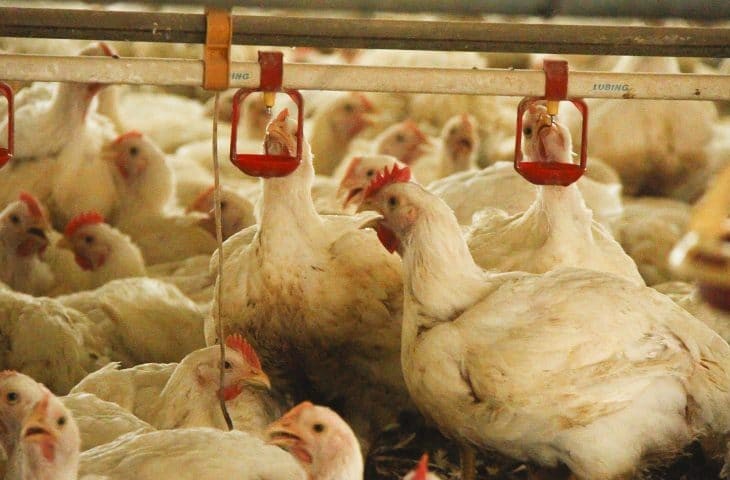 Granjas abrem poços e contrata caminhões pipa para suprir falta de água