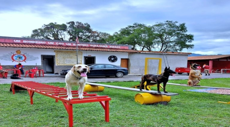 Cães reforçam atuação do Corpo de Bombeiros em Mato Grosso do Sul