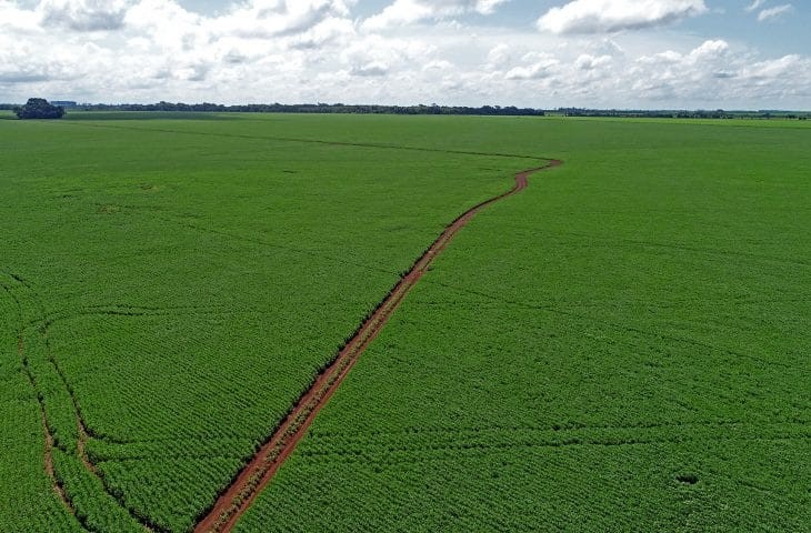 MS: Termina nesta segunda o prazo para registro da área plantada com soja