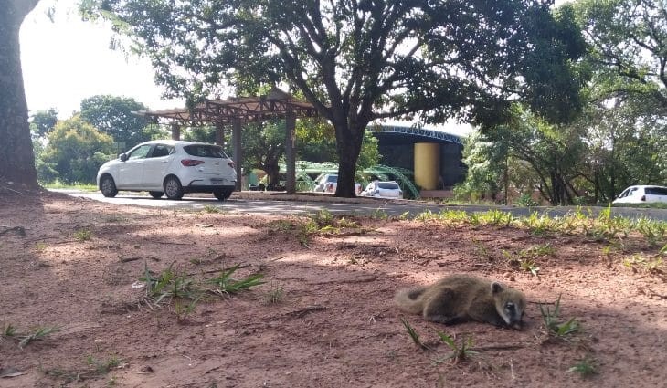 PMA captura e resgata quase 8 bichos por dia em MS