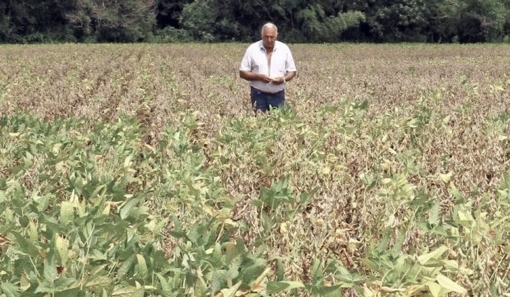 Decreto auxilia produtor a acionar seguro e reduzir prejuízos da seca na safra de soja
