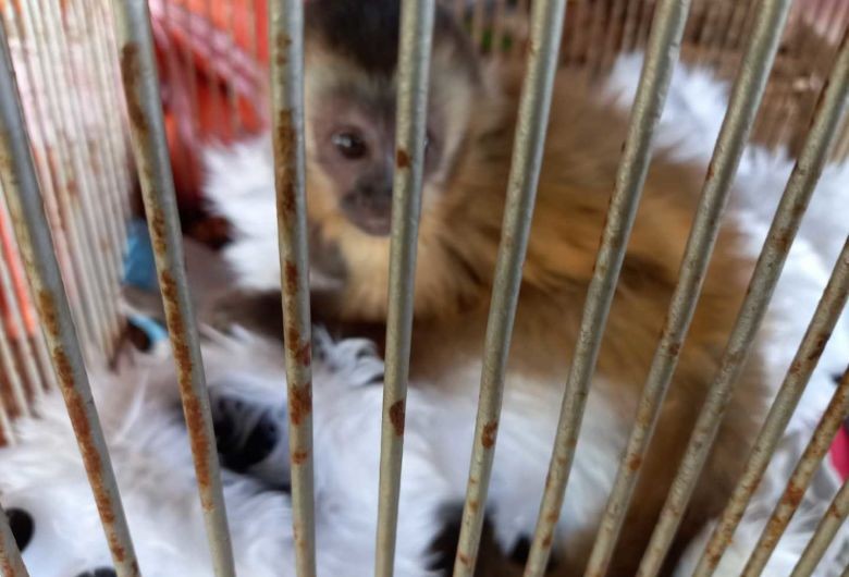 Filhote de macaco-prego é capturado em chácara