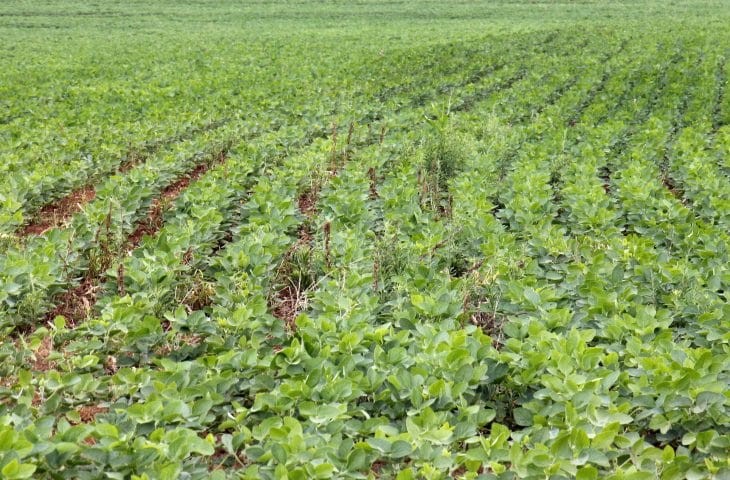 Agricultores começam informar prejuízos com lavouras de soja