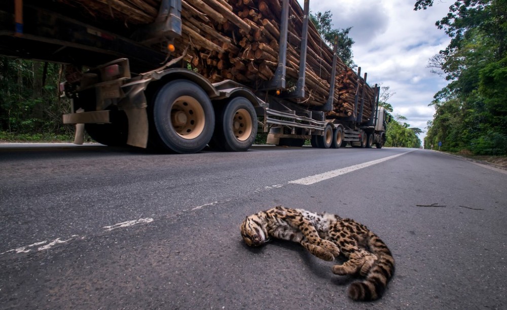 Governo institui manual para reduzir atropelamento de animais silvestres nas rodovias