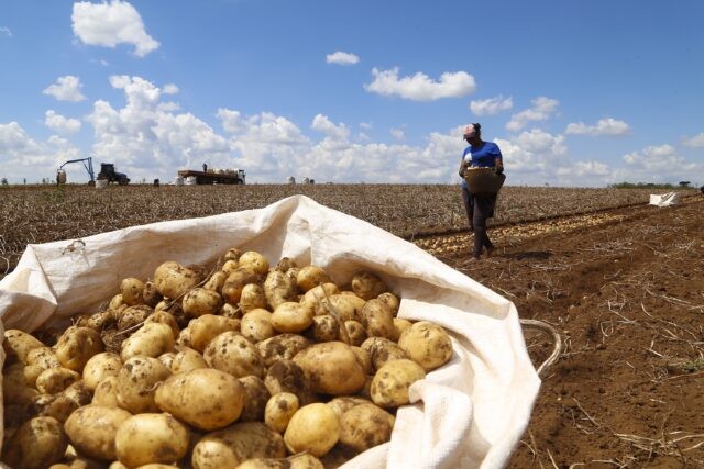 Batata tem queda de preços, destaca Conab