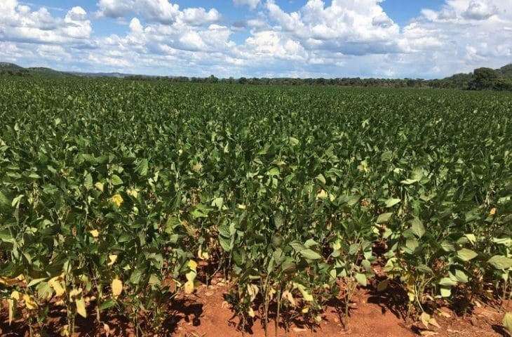 Perdas na soja chegam a 1 milhão de toneladas em Mato Grosso do Sul