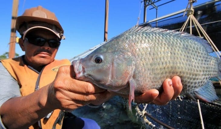 Semagro estimula implantação de frigorífico para processamento de peixe