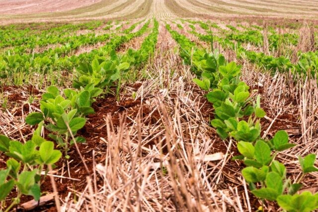 Abiove corta previsão da produção e exportação de soja em 2022