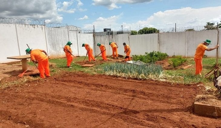 Parceria entre Agepen e Senar leva capacitação profissional em horticultura a reeducandos