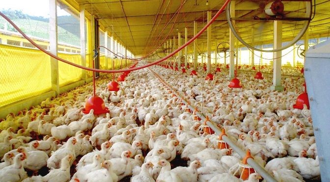 Exportações de carne de aves MS disparam com rígido protocolo de biossegurança