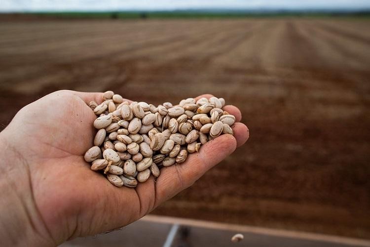 Benefícios no cultivo do feijão está na mesa, na nutrição do solo e no meio ambiente