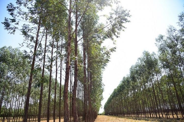 MS: Exportações de Produtos Florestais somaram US$ 1,5 bilhão em 2021