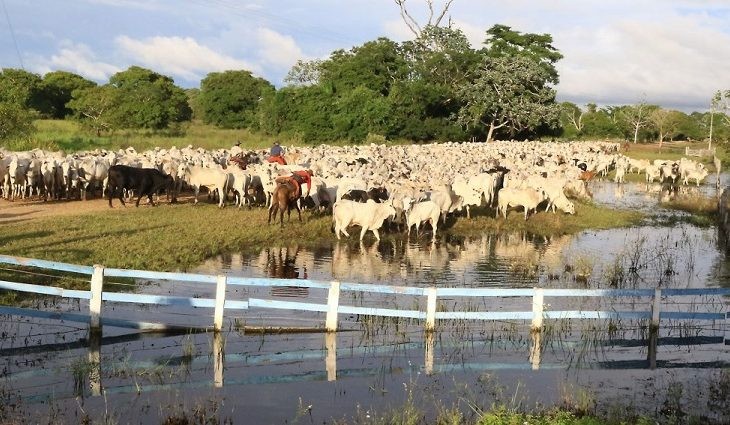 MS já é primeiro do País em integração lavoura pecuária e floresta
