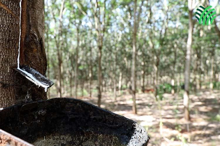 Produção de látex salta de 4 para 7 quilos por árvore