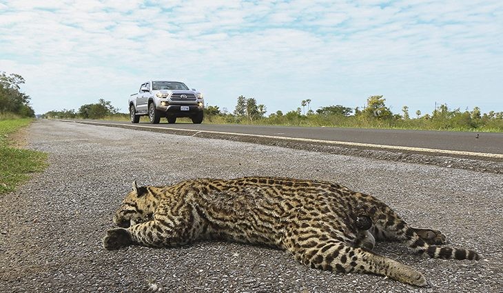 Estrada Viva cria medidas para reduzir atropelamento de animais