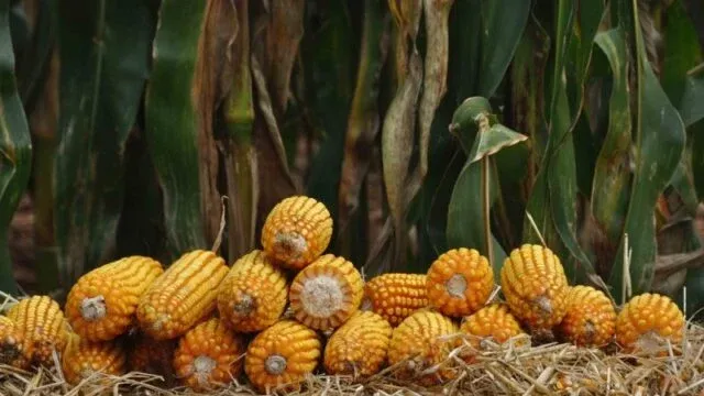 Milho: saiba o que esperar do mercado na semana; abastecimento ainda é incerto