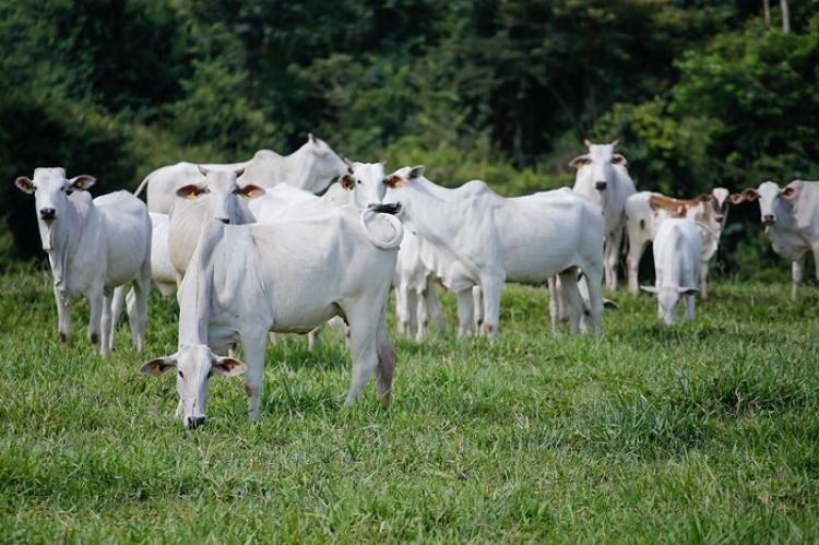 Educação Sanitária: A importância de prevenir doenças nos sistemas de produção