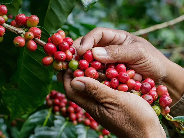 Produção brasileira de café deve ter mais uma quebra na safra 22/23