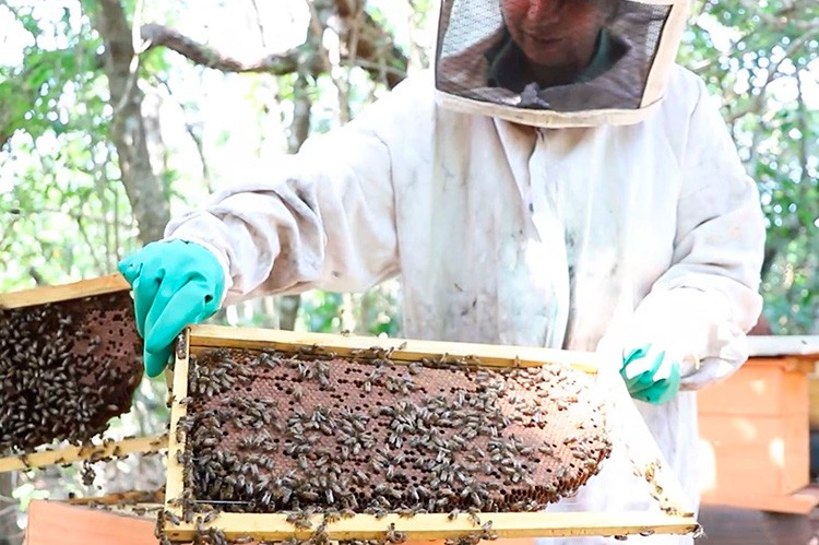 Casal de apicultores transforma hobby em fonte de renda