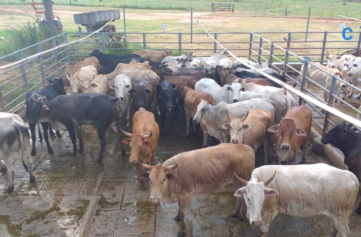 Produção de carne orgânica e sustentável é realidade no Pantanal