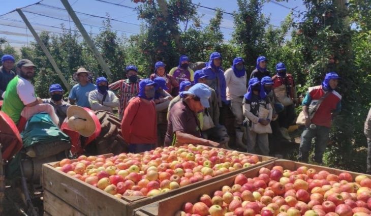 Parceria já garantiu segurança trabalhista para 32 mil indígenas que atuam na colheita de maçã