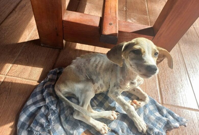 PMA encontra cachorro abandonado, magro e com feridas