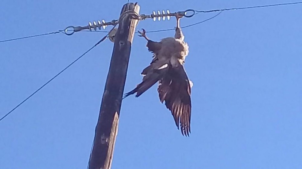 Pombo deixa parte de Pedro Juan sem energia elétrica