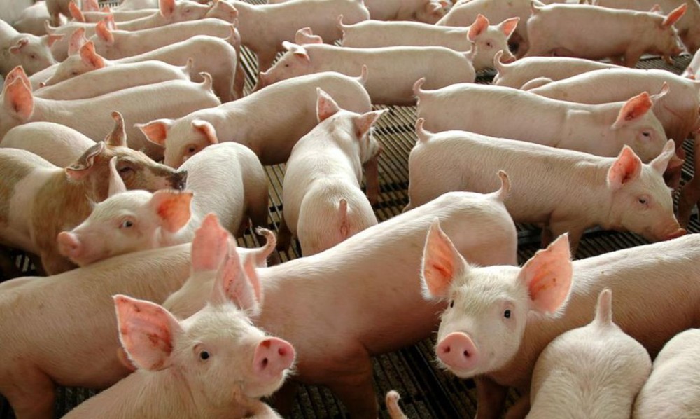Governo inicia 2ª etapa de vacinação contra peste suína clássica