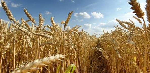 Projeto incentiva tecnologia contra crise climática na agricultura