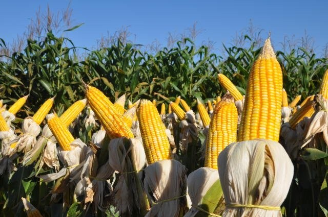 Custo de produção do milho sobe 150% em MS