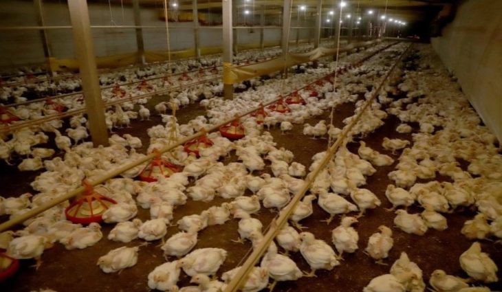 Avicultura de MS produz 4,65 milhões de toneladas de carne por ano