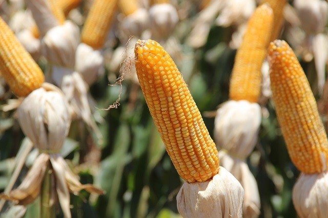 Área plantada do milho 21/22 apresenta retração de 12,6% em MS, aponta Siga