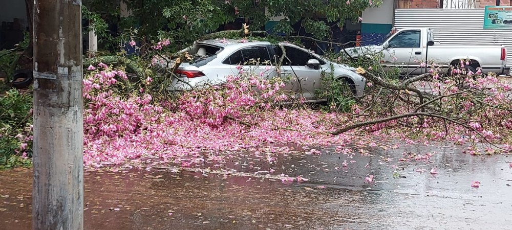 Árvore cai em cima de carro na área central de Ponta Porã