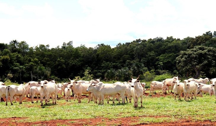 Etapas de vacinação contra aftosa são invertidas em Mato Grosso do Sul