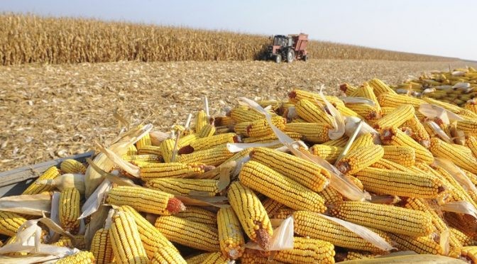 MS no Campo destaca empregos e o calendário de vacinação da aftosa
