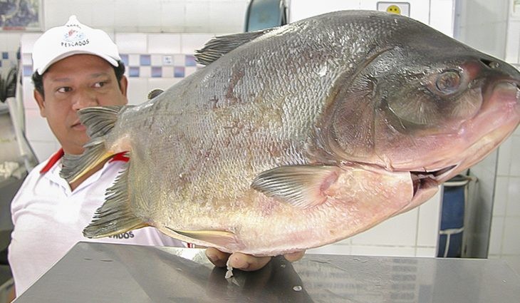 Procon aponta diferença de 189,71% no preço do chocolate e 75,97% no pescado