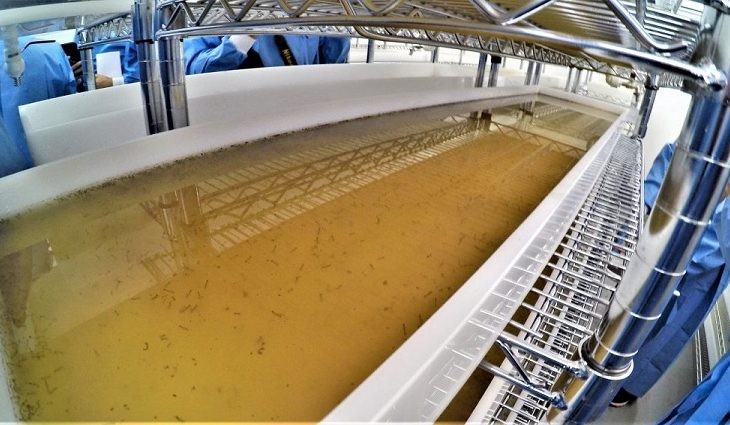 Para combater a Dengue, Zika e Chikungunya, biofábrica já soltou 32 milhões de wolbitos