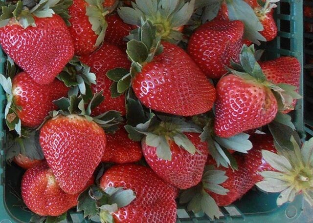 Morangos em produção integrada aliam sustentabilidade e agregação de valor