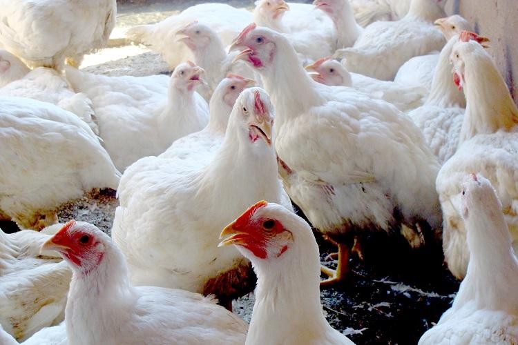 Custos ao produtor sobem e preço médio do frango no atacado cresce 24%
