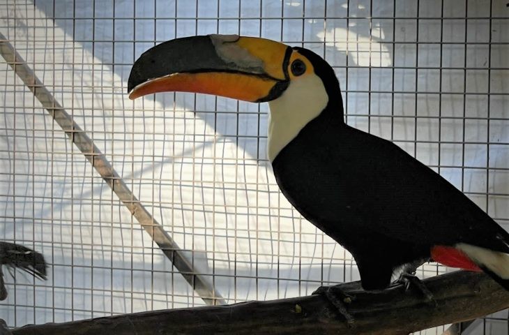 Tucano em tratamento no Cras recebe prótese de bico feita em impressora 3D
