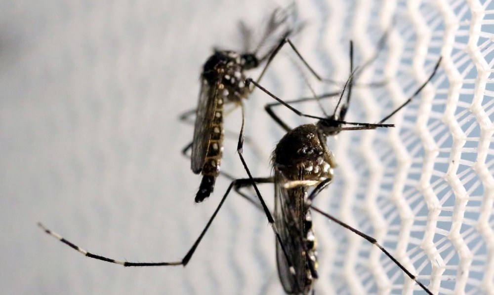Casos de dengue aumentam 113,7% nos 4 primeiros meses de 2022