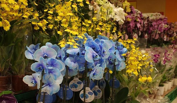 Procon encontra variação de até 257,14% nos presentes para os Dia das Mães