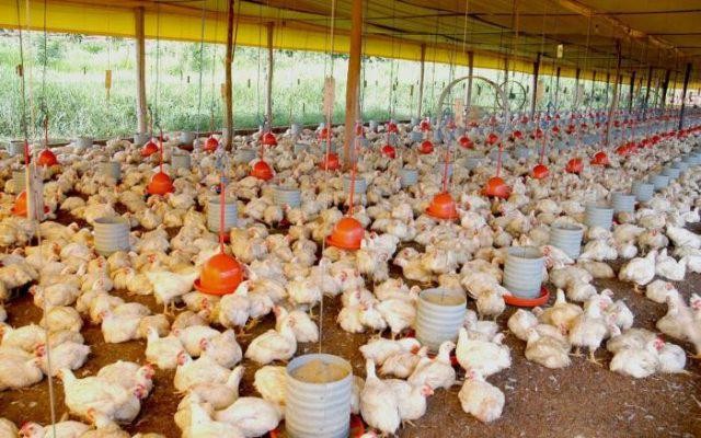 Setor de ração animal deve crescer 3,5% neste ano